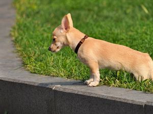 Preview wallpaper puppy, snout, eyes, sadness, walk