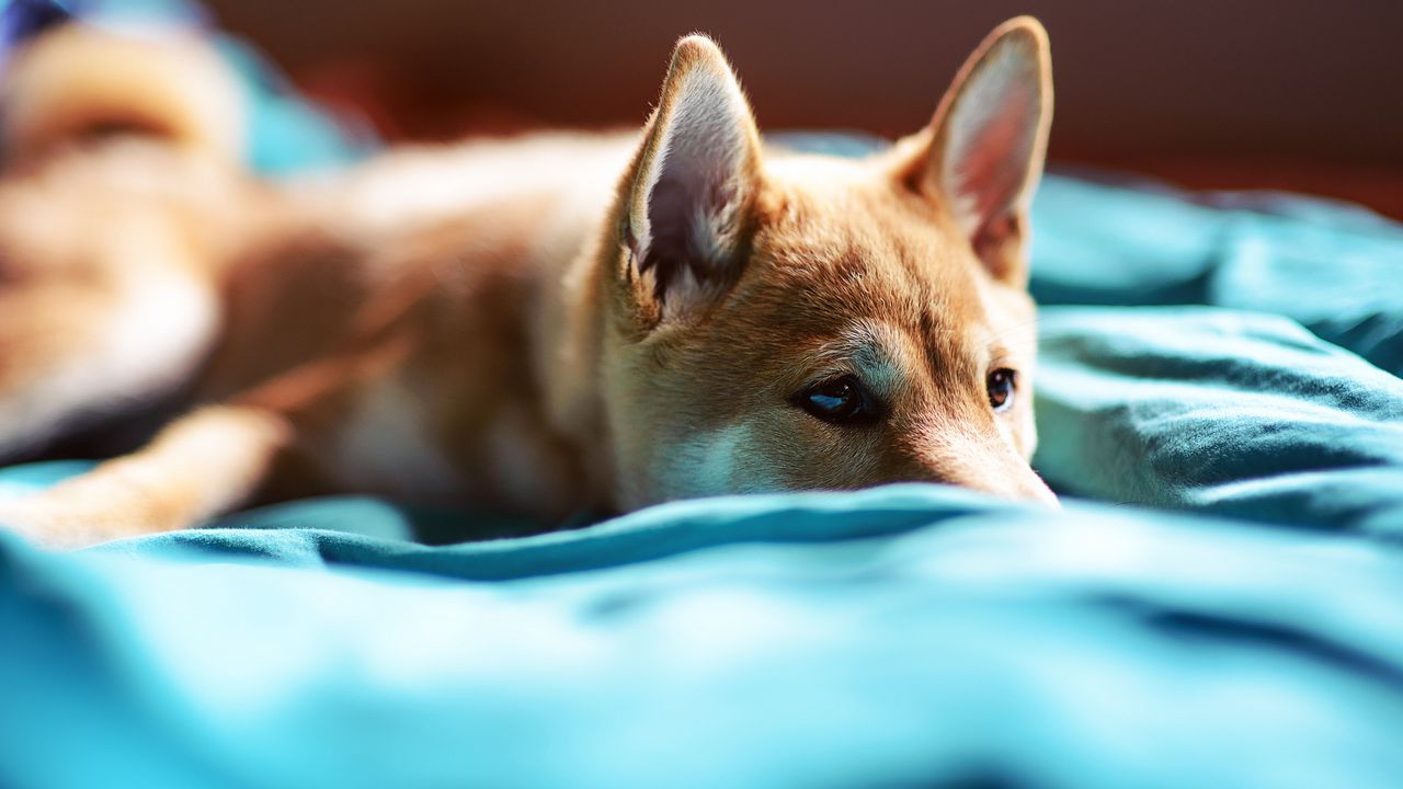 Wallpaper puppy, snout, eyes, bed