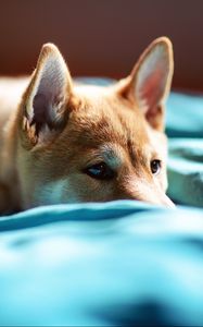 Preview wallpaper puppy, snout, eyes, bed