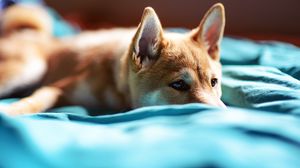 Preview wallpaper puppy, snout, eyes, bed