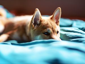 Preview wallpaper puppy, snout, eyes, bed