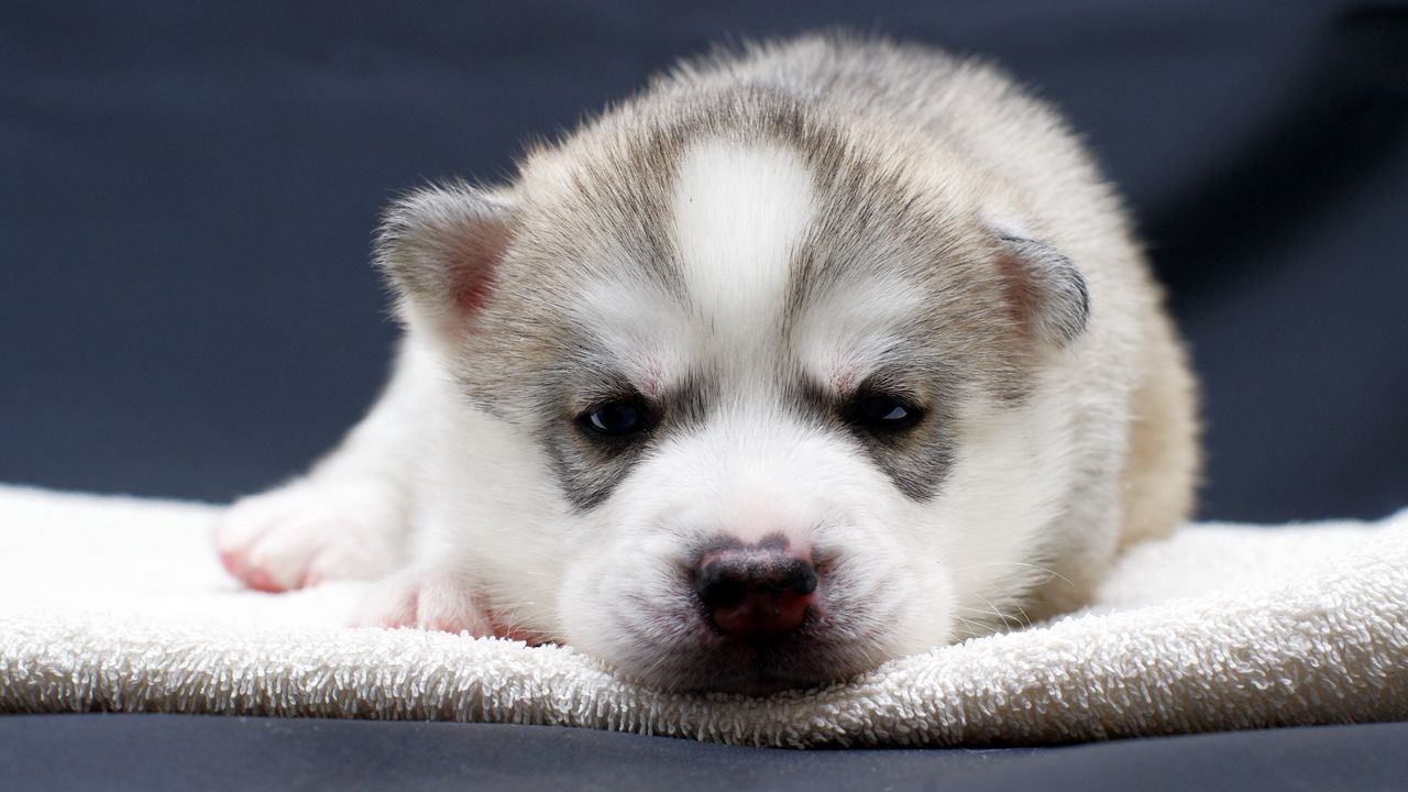 Wallpaper puppy, snout, eyes
