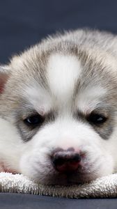 Preview wallpaper puppy, snout, eyes