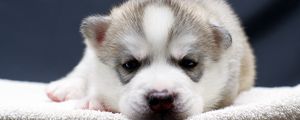 Preview wallpaper puppy, snout, eyes