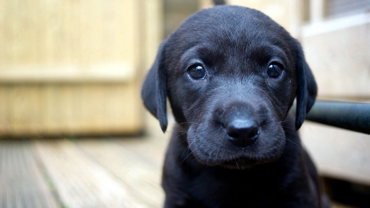 Wallpaper puppy, snout, eyes, sadness, black