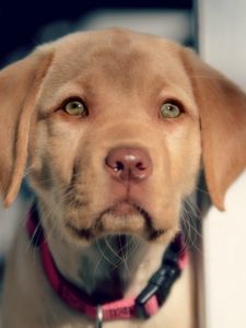 Preview wallpaper puppy, snout, eyes, labrador, retriever