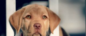 Preview wallpaper puppy, snout, eyes, labrador, retriever