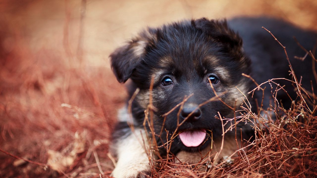 Wallpaper puppy, snout, eyes, protruding tongue