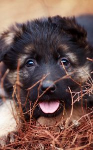 Preview wallpaper puppy, snout, eyes, protruding tongue