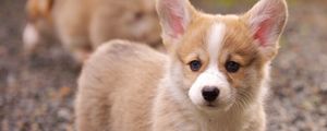 Preview wallpaper puppy, snout, eyes, grass, ears