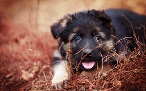 Preview wallpaper puppy, snout, eyes, protruding tongue