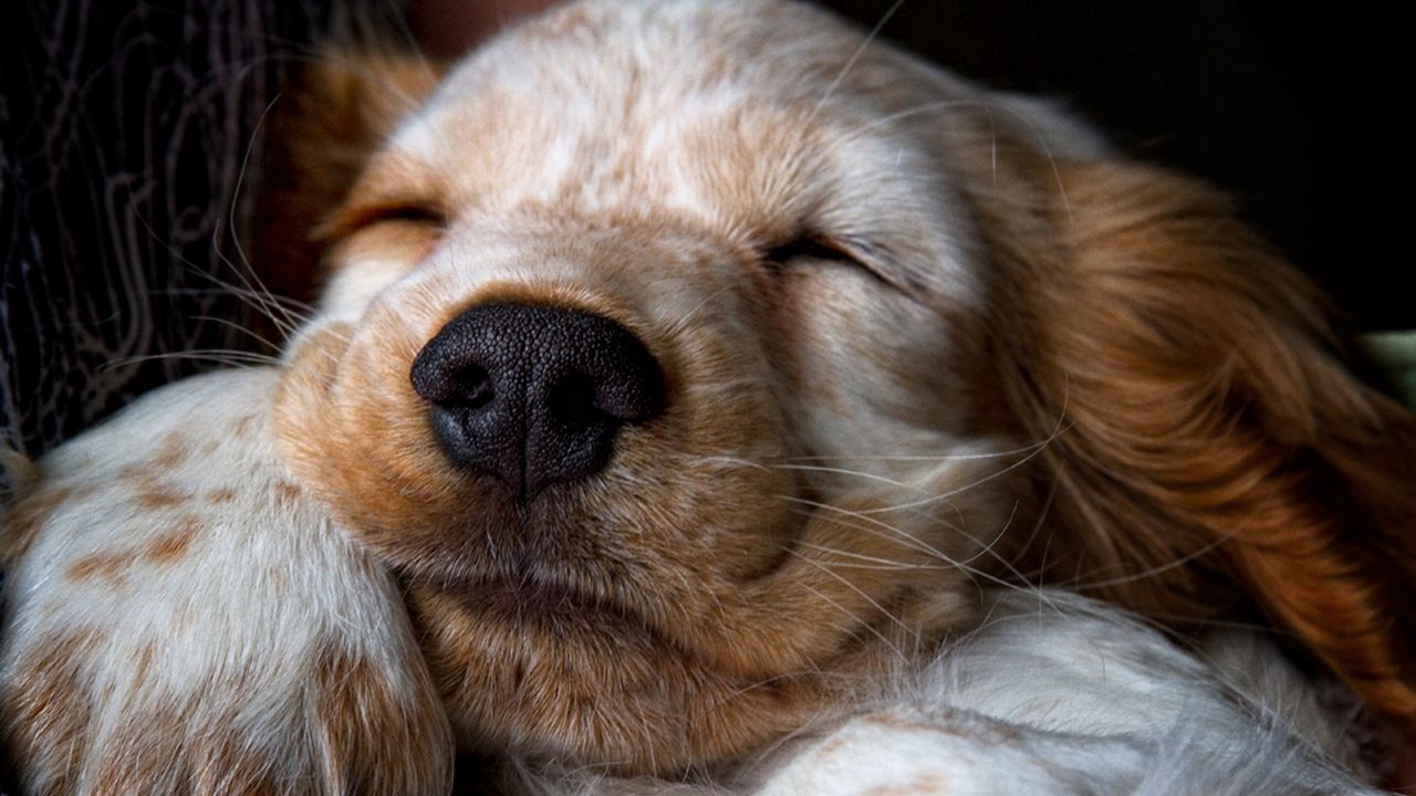 Wallpaper puppy, snout, sleep, nose