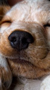 Preview wallpaper puppy, snout, sleep, nose