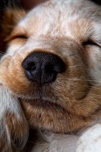 Preview wallpaper puppy, snout, sleep, nose