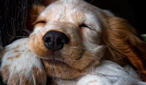 Preview wallpaper puppy, snout, sleep, nose