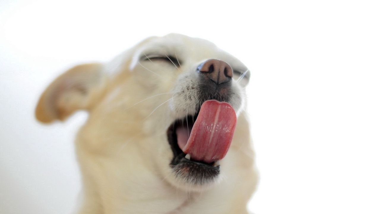 Wallpaper puppy, snout, tongue, gape