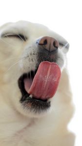 Preview wallpaper puppy, snout, tongue, gape