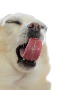 Preview wallpaper puppy, snout, tongue, gape