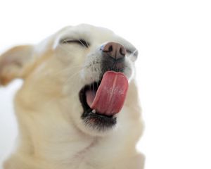 Preview wallpaper puppy, snout, tongue, gape