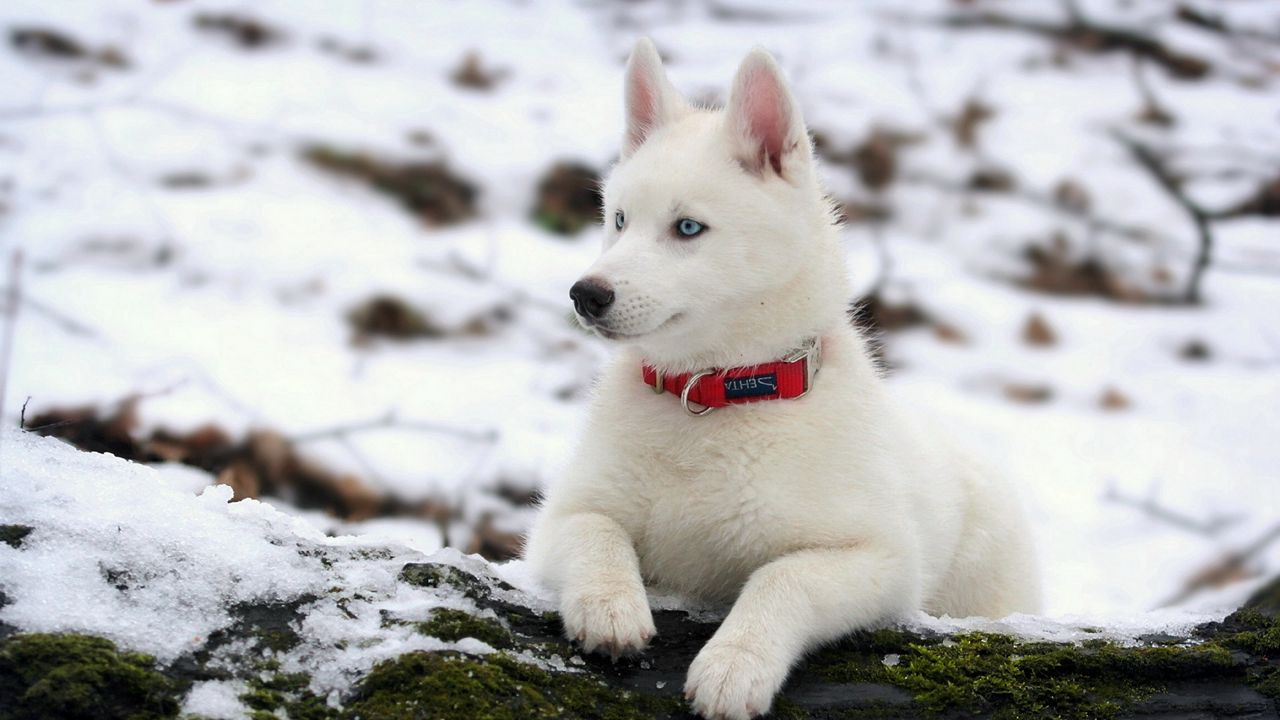 Wallpaper puppy, snow, collar, dog, husky