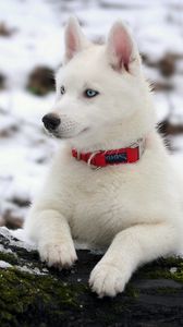 Preview wallpaper puppy, snow, collar, dog, husky