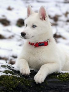 Preview wallpaper puppy, snow, collar, dog, husky