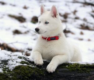 Preview wallpaper puppy, snow, collar, dog, husky