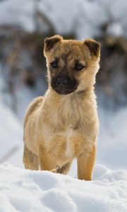 Preview wallpaper puppy, snow, walk, wait, curiosity, bred