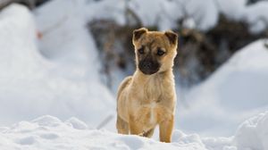 Preview wallpaper puppy, snow, walk, wait, curiosity, bred