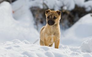 Preview wallpaper puppy, snow, walk, wait, curiosity, bred