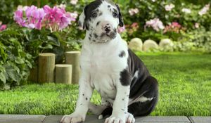 Preview wallpaper puppy, spotted, grass, flowers, sit