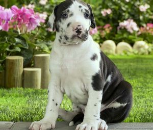 Preview wallpaper puppy, spotted, grass, flowers, sit