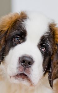 Preview wallpaper puppy, st bernard, face, eyes