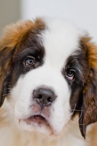 Preview wallpaper puppy, st bernard, face, eyes