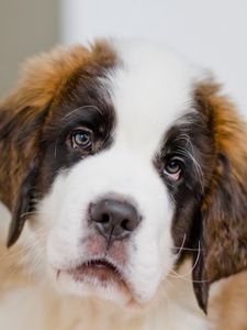 Preview wallpaper puppy, st bernard, face, eyes