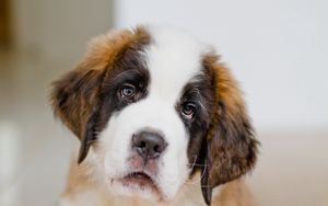 Preview wallpaper puppy, st bernard, face, eyes