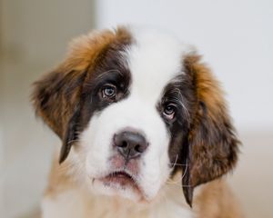 Preview wallpaper puppy, st bernard, face, eyes