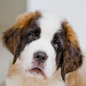 Preview wallpaper puppy, st bernard, face, eyes