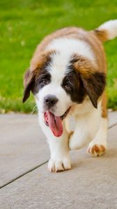 Preview wallpaper puppy, st bernard, tongue, grass