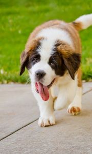 Preview wallpaper puppy, st bernard, tongue, grass