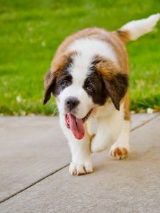 Preview wallpaper puppy, st bernard, tongue, grass