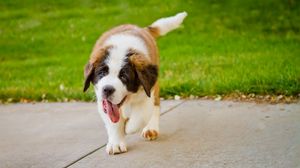 Preview wallpaper puppy, st bernard, tongue, grass
