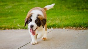 Preview wallpaper puppy, st bernard, tongue, grass