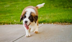 Preview wallpaper puppy, st bernard, tongue, grass