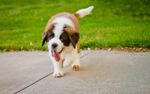 Preview wallpaper puppy, st bernard, tongue, grass