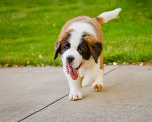 Preview wallpaper puppy, st bernard, tongue, grass