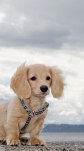 Preview wallpaper puppy, waiting, sky, collar