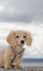 Preview wallpaper puppy, waiting, sky, collar