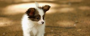 Preview wallpaper puppy, walk, face, spots