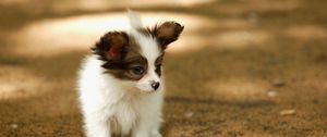 Preview wallpaper puppy, walk, face, spots